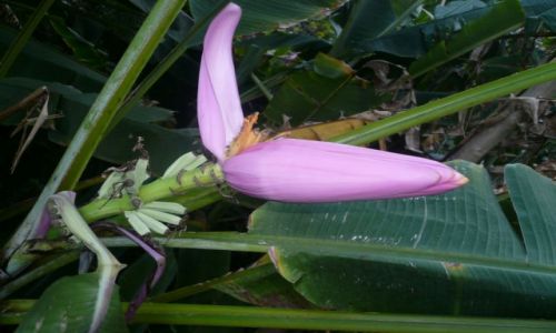 Zdjecie KOSTARYKA / Puntarenas / Abangares / Bananowiec
