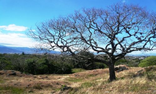Zdjęcie KOSTARYKA / Heredia / na wzgórzu / drzewo