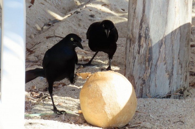 Zdj cia: Trynidad, Sancti Spíritus, Może i dla nas coś zostało (wilgowron czarny), KUBA Zdj cia: Trynidad, Sancti Spíritus, Może i dla nas coś zostało (wilgowron czarny), KUBA