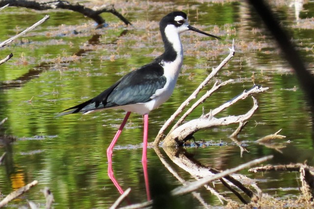 Zdj cia: Playa Giron, Matanzas, Szczudłak białobrewy, KUBA Zdj cia: Playa Giron, Matanzas, Szczudłak białobrewy, KUBA