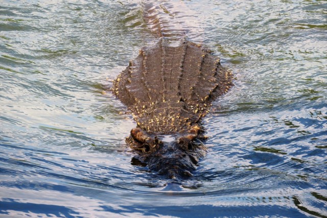 Zdj cia: Playa Giron, Matanzas, Krokodyl kubański, KUBA Zdj cia: Playa Giron, Matanzas, Krokodyl kubański, KUBA