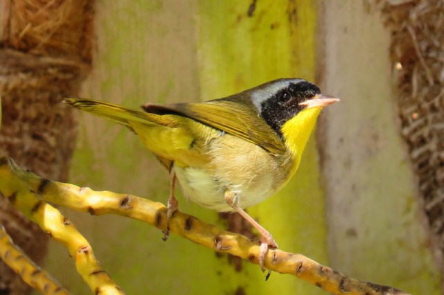 Zdj cia: Playa Giron, Matanzas, Cytrynka czarnolica, KUBA Zdj cia: Playa Giron, Matanzas, Cytrynka czarnolica, KUBA