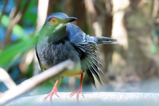 Zdj cia: Playa Giron, Matanzas, Tajemniczy drozd karaibski, KUBA Zdj cia: Playa Giron, Matanzas, Tajemniczy drozd karaibski, KUBA