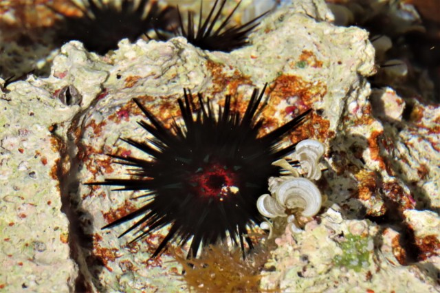 Zdj cia: Playa Giron, Matanzas, Zatoka Świń to bogactwo morskiego życia , KUBA Zdj cia: Playa Giron, Matanzas, Zatoka Świń to bogactwo morskiego życia , KUBA