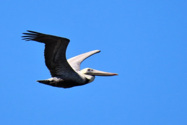 Zdj cia: Vinales, Pinar del Rio, Pelikan brunatny, KUBA Zdj cia: Vinales, Pinar del Rio, Pelikan brunatny, KUBA