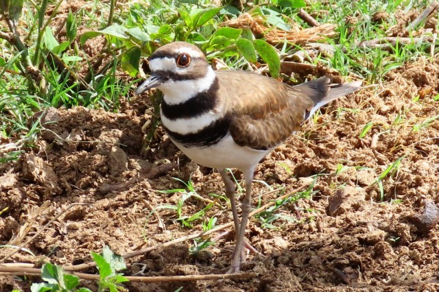 Zdj cia: Vinales, Pinar del Rio, Czego ty szukasz? /sieweczka krzykliwa/, KUBA Zdj cia: Vinales, Pinar del Rio, Czego ty szukasz? /sieweczka krzykliwa/, KUBA