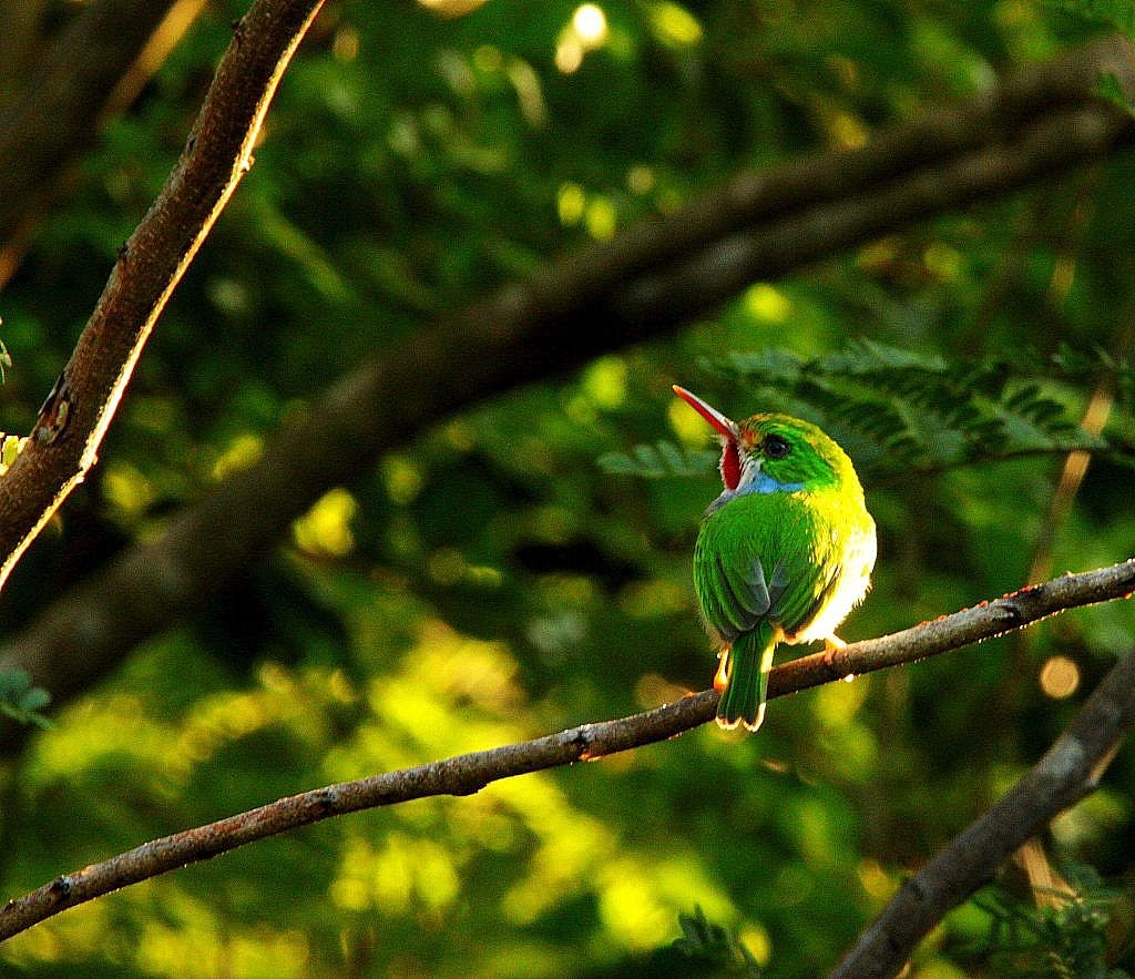Zdjęcia: okolice Sopillar, płw Zapata, Cuban Tody, KUBA Zdjęcia: okolice Sopillar, płw Zapata, Cuban Tody, KUBA