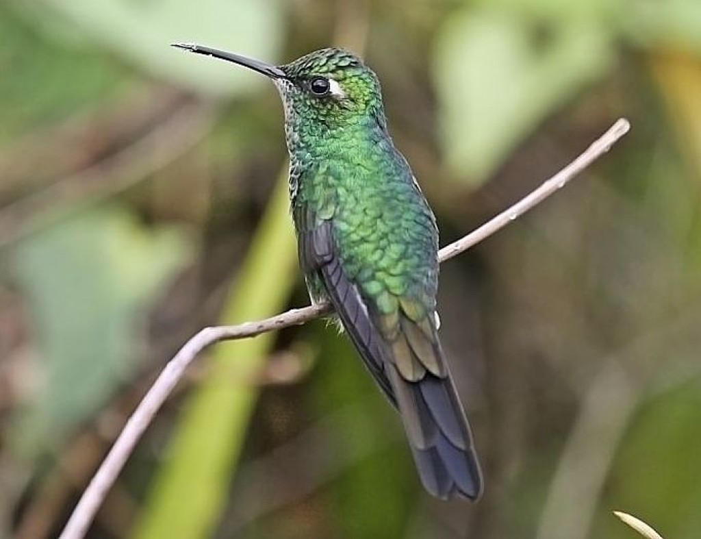 Zdjęcia: rezerwat A. Humboldta, okolice Baracoa, Cuban Emerald, KUBA Zdjęcia: rezerwat A. Humboldta, okolice Baracoa, Cuban Emerald, KUBA