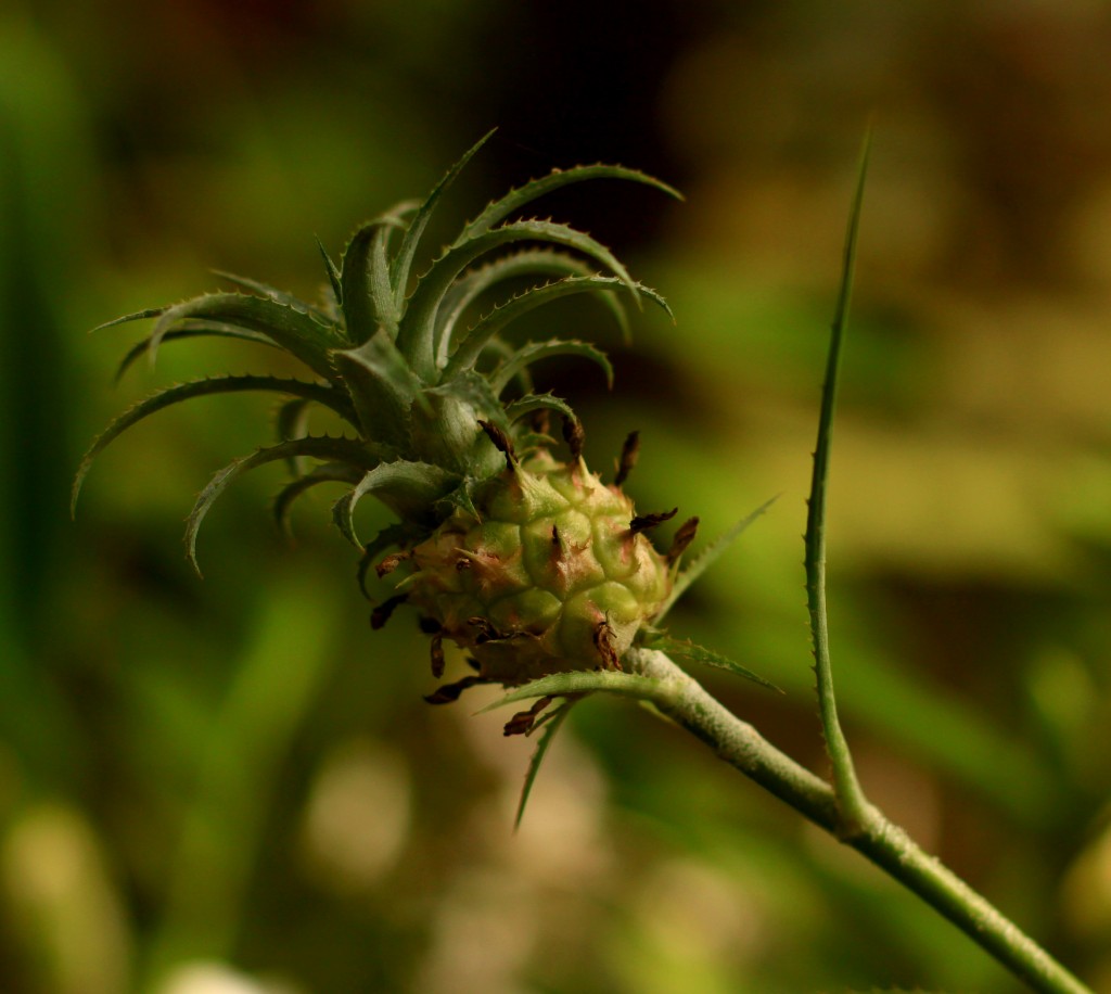 Zdjęcia: zachodnia cześć Kuby, okolice Vinales, Mini ananas, KUBA Zdjęcia: zachodnia cześć Kuby, okolice Vinales, Mini ananas, KUBA