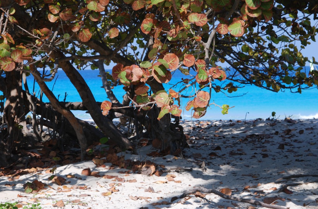 Zdjęcia: gdzieś nad morzem, Varadero, Kolory plaży, KUBA Zdjęcia: gdzieś nad morzem, Varadero, Kolory plaży, KUBA