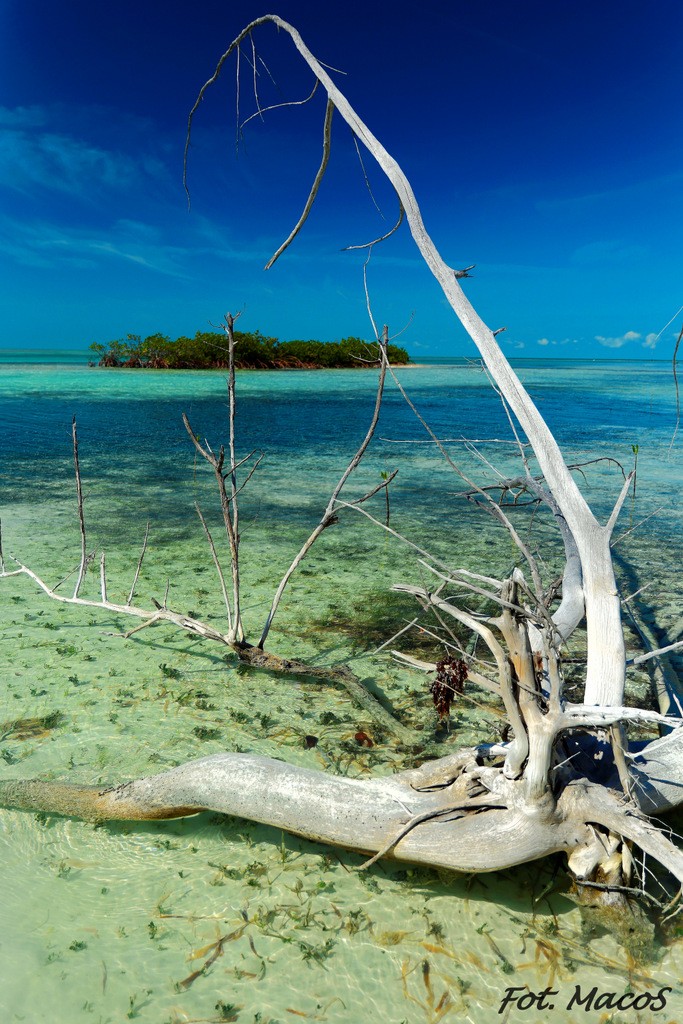 Zdjęcia: Cayo Largo, Cayo Largo, Nad brzegiem, KUBA Zdjęcia: Cayo Largo, Cayo Largo, Nad brzegiem, KUBA