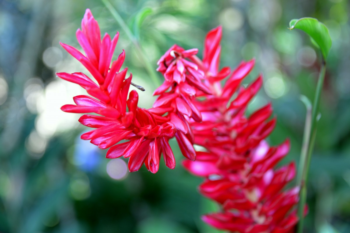 Zdjęcia: Ogród Orchidei, xxx, Czerwony cudaczek, KUBA Zdjęcia: Ogród Orchidei, xxx, Czerwony cudaczek, KUBA