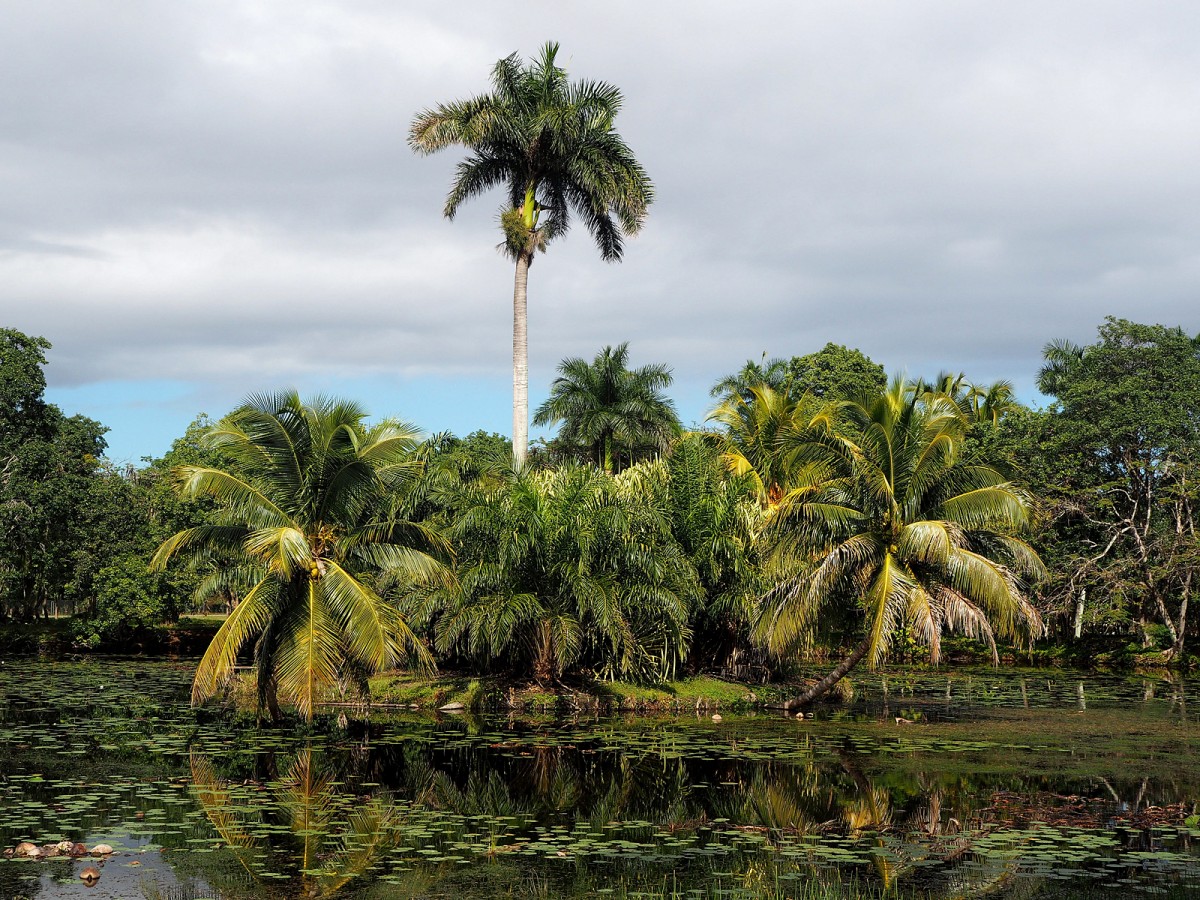 Zdjęcia: Półwysep Zapata, południowa Kuba, Laguna del Tesoro, KUBA Zdjęcia: Półwysep Zapata, południowa Kuba, Laguna del Tesoro, KUBA