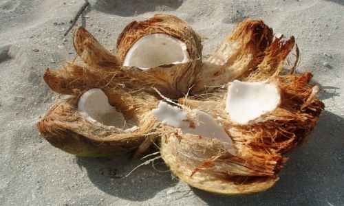 Zdjecie KUBA / Playa Larga / Playa Larga / kokos