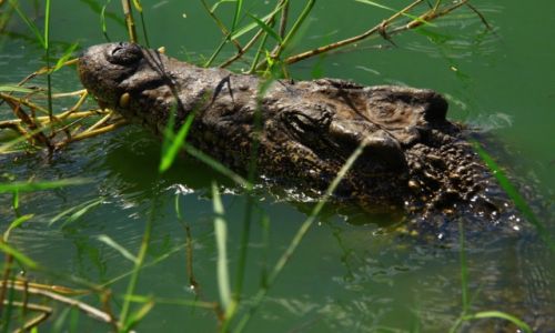 Zdjecie KUBA / La Boca Laguna del tesoro / okolice Zatoki wi / Witamy w Zatoce wi...
