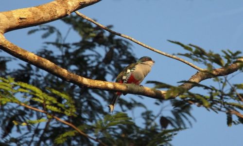 Zdjecie KUBA / pwysep Zapata / Sopillar / Cuban trogon