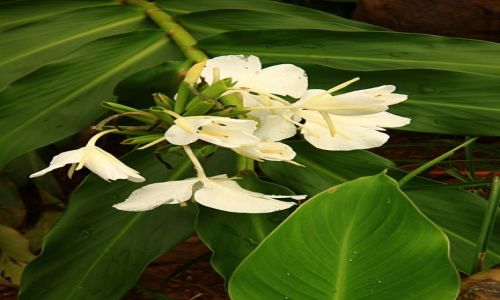 Zdjecie KUBA / okolice Baracoa / park A Humoldta / Mariposa blanca