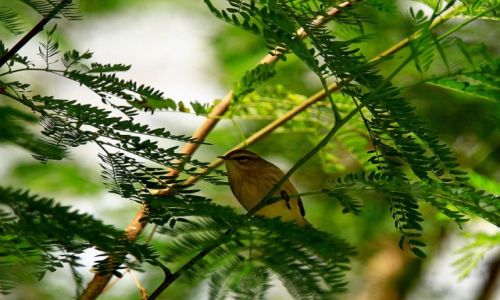 Zdjecie KUBA / pw Zapata / okolice sopillar / warbler