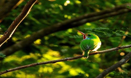 Zdjęcie KUBA / płw Zapata / okolice Sopillar / Cuban Tody
