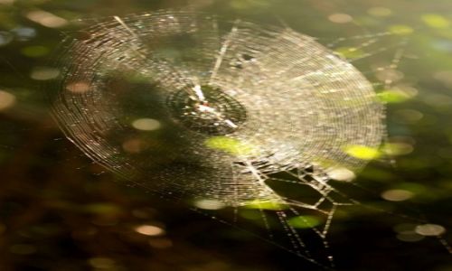 Zdjęcie KUBA / płw. Zapata / okolice Sopillar / W sieci...