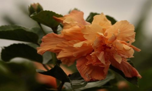 Zdjęcie KUBA / Santiago de Kuba / Santiago de Kuba / kwiatek