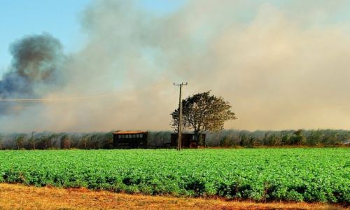 Zdjęcie KUBA / cienfuegos / cienfuegos / sugar cane plantation fire