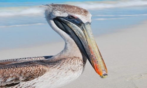 Zdjęcie KUBA / varadero / varadero / I observe you