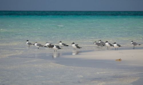 Zdjęcie KUBA / Cayo Guillermo / Playa Pilar / Ptaki