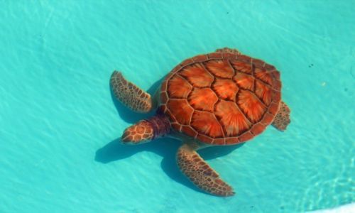 Zdjęcie KUBA / Cayo Largo / Wyspa Cayo Largo / Żółw