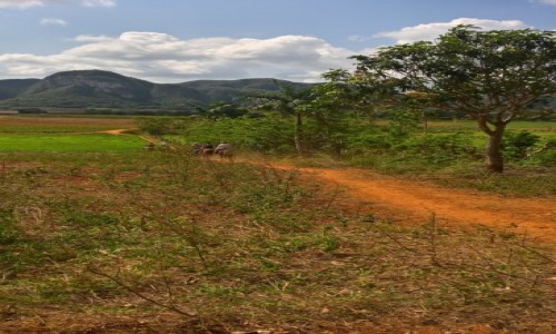 Zdjecie KUBA / Vinales / Vinales / Dolina Vinales