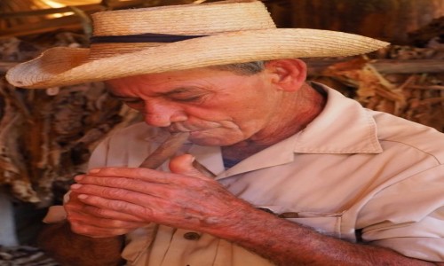 Zdjecie KUBA / Pinar del Ro,  zachodnia Kuba / Valle de Vinales / Na plantacji tytoniu