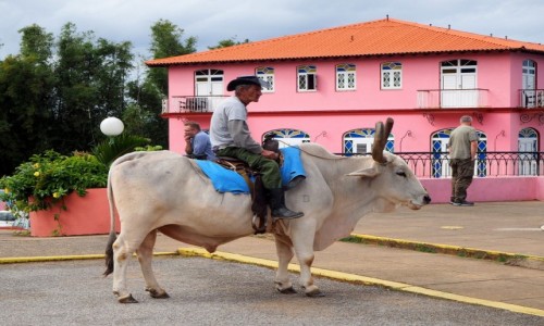 Zdjecie KUBA / Pinar del Ro,  zachodnia Kuba / Valle de Vinales / Przejadka na wole;)
