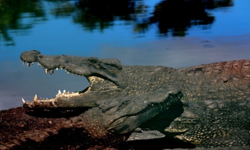 Zdjecie KUBA / poudniowa Kuba / Pwysep Zapata, Laguna del Tesoro / Crocodile Breeding Farm