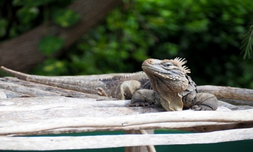 Zdjcie KUBA / poudniowa Kuba / Pwysep Zapata, Laguna del Tesoro / Iguana