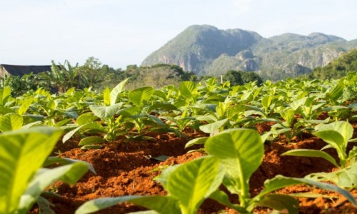 Zdjcie KUBA / Prowincja Pinar del Rio / Vinales / Uprawa tytoniu