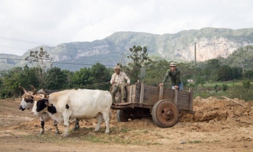 Zdjecie KUBA / Prowincja Pinar del Rio / Vinales / Praca na roli