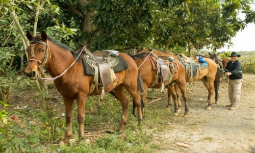 Zdjcie KUBA / Prowincja Pinar del Rio / Vinales / Konie gotowe 