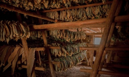 Zdjcie KUBA / Dolina Vinales / Plantacje tytoniu / Suszenie tytoniu 