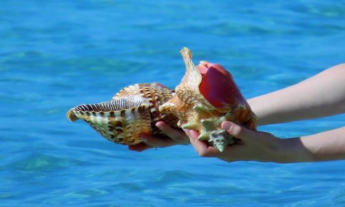 Zdjecie KUBA / Sancti Spritus / Playa Ancon / Muszelki
