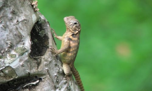 Zdjęcie KUBA / okolice Matanzas / Kuba / ...