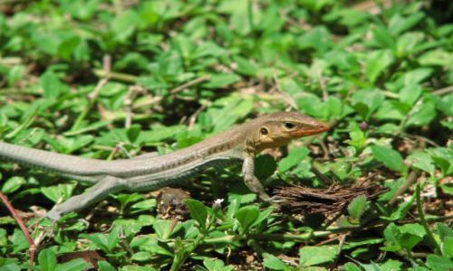 Zdj�cie KUBA / Matanzas / Kuba / dzika kuba