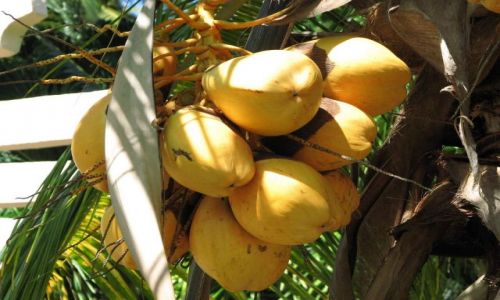Zdjecie KUBA / Varadero / Varadero / owoce