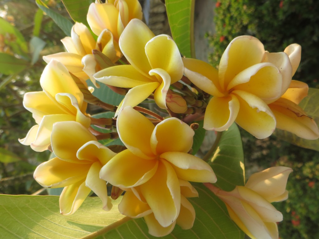 Zdjęcia: ..., .., Plumeria, LAOS Zdjęcia: ..., .., Plumeria, LAOS