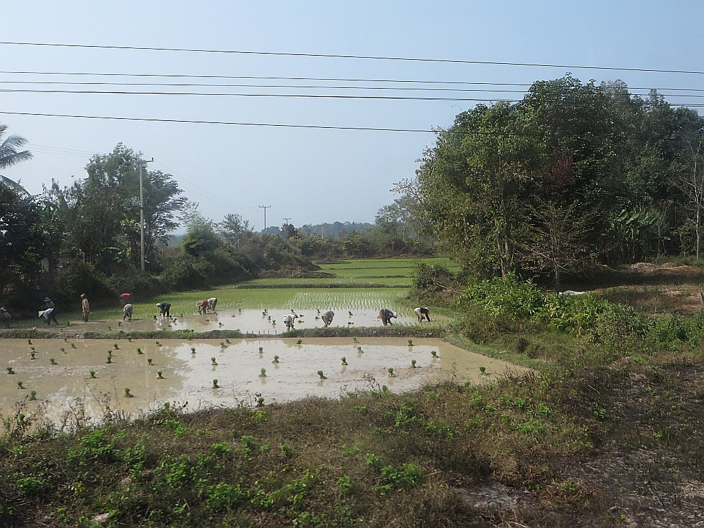Zdjęcia: trasa Vientiane - Vang Vieng, Laos północny, sadzenie ryżu, LAOS Zdjęcia: trasa Vientiane - Vang Vieng, Laos północny, sadzenie ryżu, LAOS