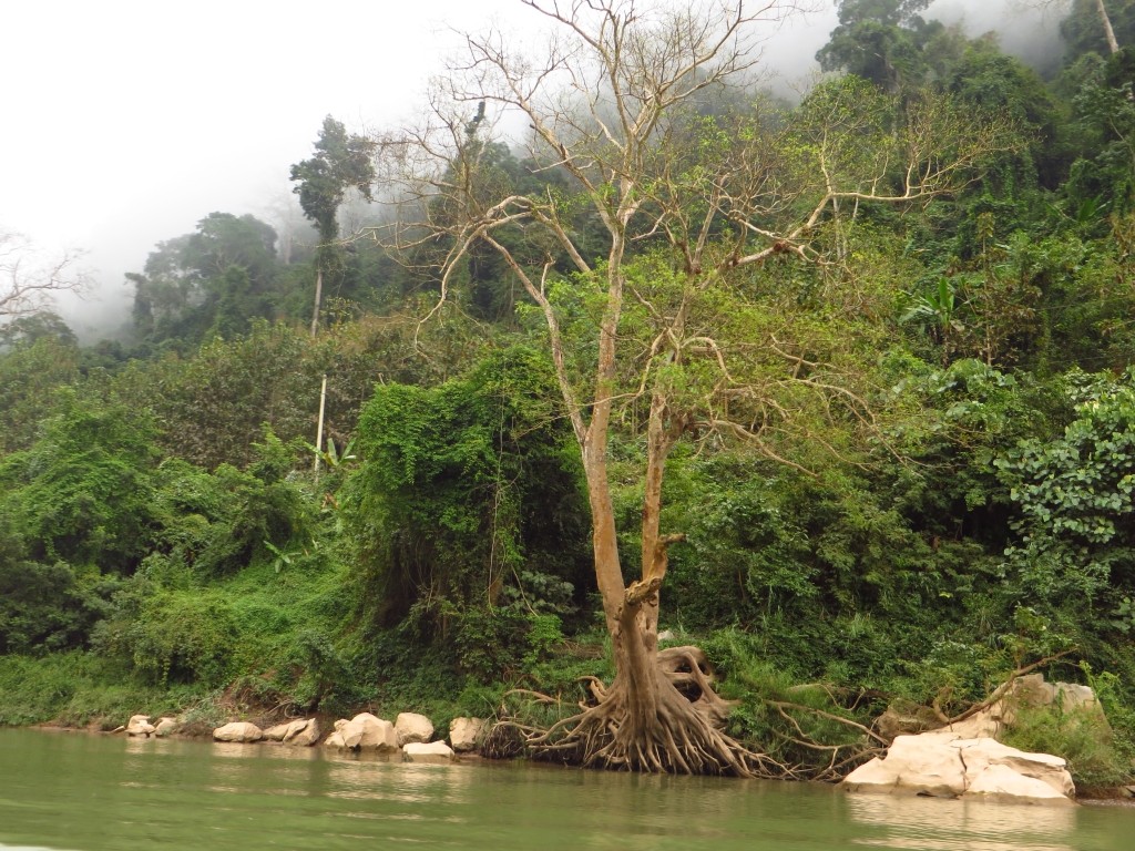 Zdjęcia: okolice Nong Khiaw, Laos północny, las deszczowy nad Nam Ou, LAOS Zdjęcia: okolice Nong Khiaw, Laos północny, las deszczowy nad Nam Ou, LAOS
