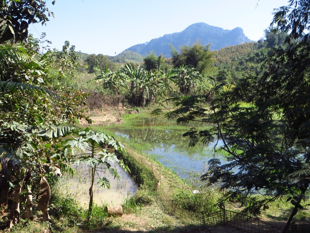 Zdjęcia: trasa Luang Prabang - Nong Khiaw, Laos północny, obrazki z Laosu, LAOS Zdjęcia: trasa Luang Prabang - Nong Khiaw, Laos północny, obrazki z Laosu, LAOS