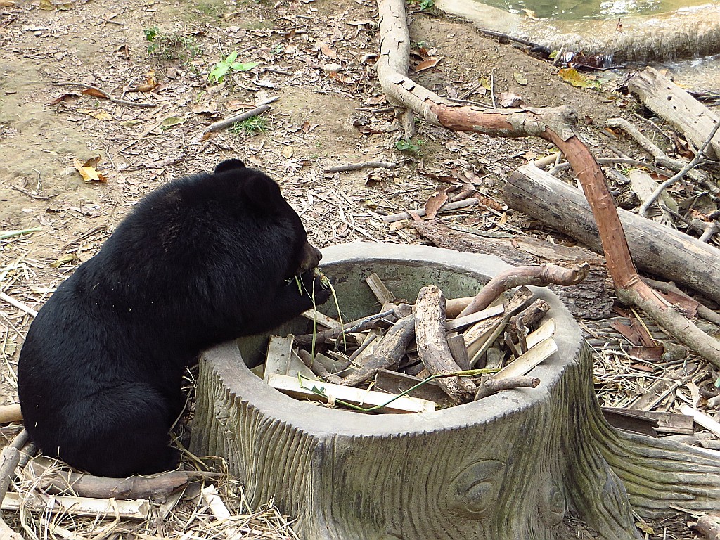 Zdjęcia: wodospady Kuang Si, Laos północny, ratujmy misie, LAOS Zdjęcia: wodospady Kuang Si, Laos północny, ratujmy misie, LAOS