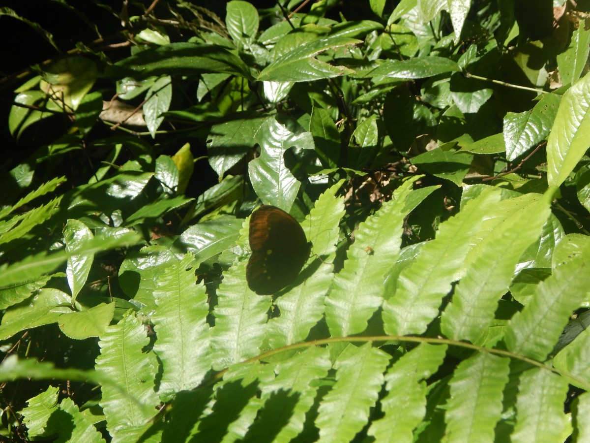 Zdjęcia: Kuang si wodospad, Luang Prabang, MOTYL, LAOS Zdjęcia: Kuang si wodospad, Luang Prabang, MOTYL, LAOS