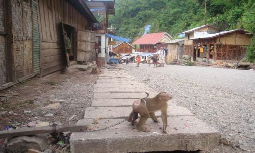 Zdjęcie LAOS / -granica  / polnoc / wies nad mekongiem