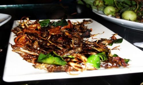 Zdjcie LAOS / Vientiane / Vientiane / imieninowe koniki polne